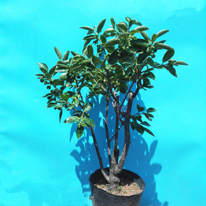 柿子树苗嫁接脆甜柿盆栽地栽柿子苗南北方种植果树苗当年结果