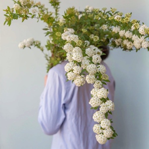 单瓣小手球鲜花繁花似锦稀有小众应季花材室内水养瓶插花观赏昆明