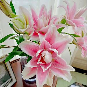 粉铁炮香水百合鲜切花黄天霸赞美诗眼线室内水养瓶插云南基地直发