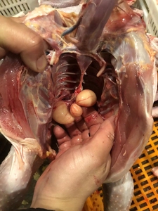 怎么分辨鸡肾和睾丸图片