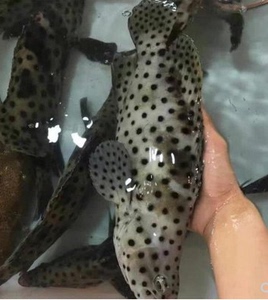 野生海捕石斑鱼 鲜活老鼠斑海鲜水产 高档刺身生鱼片海鱼