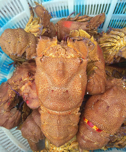 鲜活进口西非蝉虾特大海虾 刺身海鲜扇虾 野生琵琶虾犀牛虾爬虾