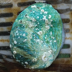 珍贵野生澳洲翡翠鲍 鲜活大鲍鱼 海鲜特产烧烤刺身带壳活体绿鲍鱼