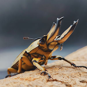 萌宠酷虫 马场黄金鬼 锹形虫 甲虫宠物 成虫幼虫 爬虫  超大个
