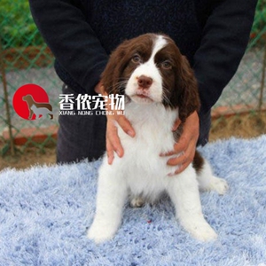 北京实体史宾格犬纯种幼犬活体赛级肝色棕色  狗犬舍直销史宾格狗