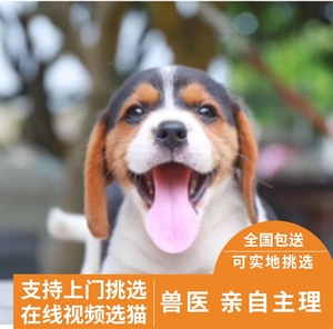 出售宠物狗纯种大耳朵活体巴吉度犬幼犬米格鲁犬猎兔犬比格猎犬