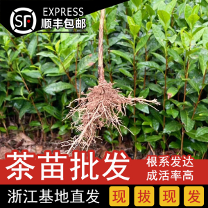 乌牛早浙农117茶苗浙江早茶树苗龙井43安吉白绿黄金芽叶甲中茶111