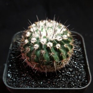 小白君の多肉植物阳台书房趣味植物仙人球实生不知名黑刺球