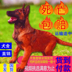 马犬幼犬纯种活体田园犬狼狗军犬警犬爆红黑黄马幼犬猎犬看家护院