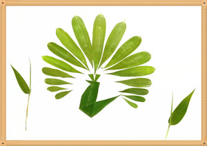 植物标本孔雀图案图片