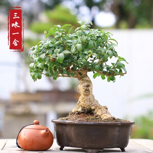 实拍小叶冬青盆景新款造型女贞小品盆栽阳台花卉绿植老桩常绿直销