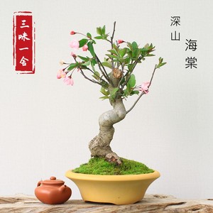 实拍日本深山海棠盆景原生苹果造型老桩小品盆栽庭院绿植花卉直销