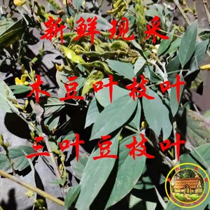 新鲜现采野生木豆叶药材 树豆叶 股骨头 三叶豆 柳豆叶 枝叶包邮