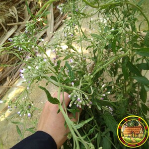 新鲜草药野生夜香牛 消山虎 寄色草染色草缩盖斑新鲜现采500g包邮