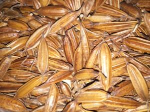 白芨种子白芨果夹白及催芽粉白芨苗大苗小苗紫花三叉白芨块茎种子