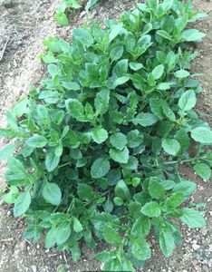 金草有什么功效_爪金龙的功效与作用及图片_五瓜金龙的功效与作用