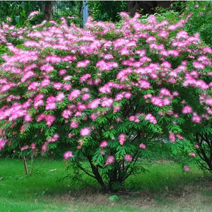合欢树苗芙蓉树苗绒花树盆栽树种别墅庭院绿化工程花苗南北方植物
