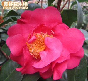 哈氏微笑 精品香茶花 盆栽茶花苗 全场包邮