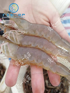 南美白对虾苗 淡水虾苗养殖 基围虾苗 活体虾苗一代对虾苗 明虾苗