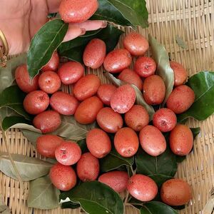 云南野生水果德宏羊奶果牛奶果新鲜水果孕妇水果酸甜可口现摘现发