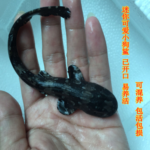 小狗鲨活体 猫鲨柠檬鲨条纹路斑竹狗鲨 活体鲨鱼小型海水观赏鱼