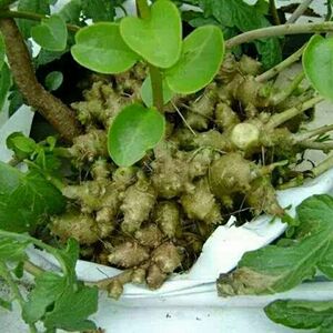 田七苗菜藤三七植物苗盆栽食用药用苗种子根茎庭院阳台爬藤绿植