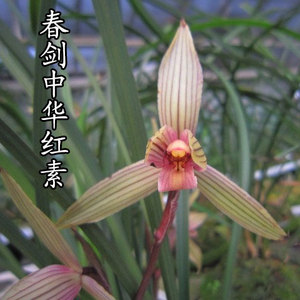 【兰花】兰花苗春剑名品色花中华红素易开花绿植盆栽花卉