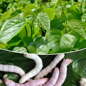 新鲜桑叶活体彩色桑蚕宝宝食物春蚕卵养蚕套装蚕桑树叶片现摘嫩叶