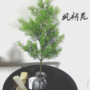 柏枝树