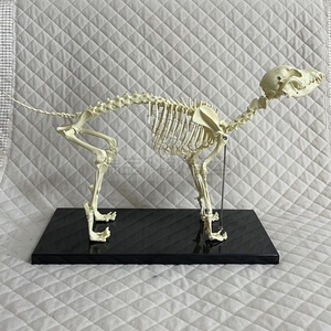 犬骨骼模型仿真塑料标本t狗骨架头骨动物解剖兽医宠物猫骨头静态