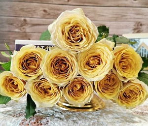 黄金芥末  月季花苗大花浓香开花复古色玫瑰室内阳台四季盆栽花卉