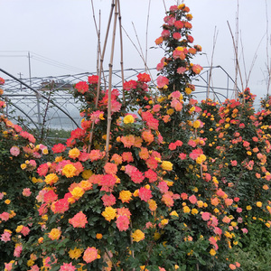 藤本藤彩虹月季花苗爬藤开花不是特大花浓香蔷薇渐变盆栽花卉玫瑰