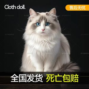 布偶猫幼猫活体海蓝山双赛级纯种血统重点色长毛仙女猫咪活物幼崽