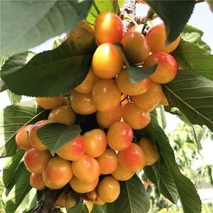 冰糖樱桃树苗嫁接新品种特大盆栽地栽南北方四季种植水果苗丰产
