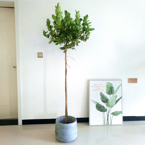 柠檬树 高杆植物盆栽 尤力克柠檬树 香水柠檬树 带花 带果 棒棒型