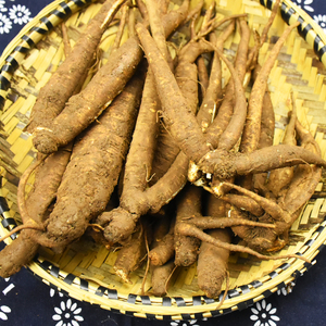 云南甜当归5斤滋补新鲜野生当归曲靖西归药食同源煲汤芹根土当归