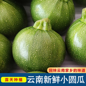 云南新鲜小嫩瓜农家自种小圆瓜小金瓜西葫芦新鲜时令蔬菜青皮小瓜