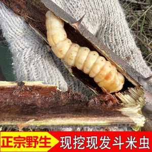 野生斗米虫云实蛀虫活体鸟不踏刺虫带原树枝发货10条自找自发正品