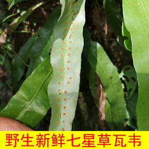 瓦韦新鲜七星剑 小叶骨牌草七星草丹鸭掌瓦剑草250g草药包邮