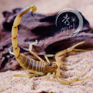 以色列金蝎/中东五线滑尾蝎leiurus quinquestriatus