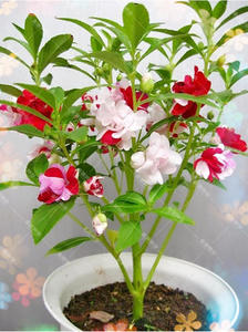 七彩凤仙花种子指甲花