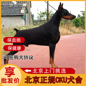杜宾犬幼犬纯种大型护卫犬猛犬德系美系双血统带芯片证书北京犬舍