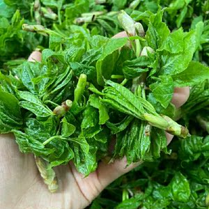 刺五加菜500克东北长白山野菜刺果棒刺拐棒野嫩芽包邮顺丰10人付款30