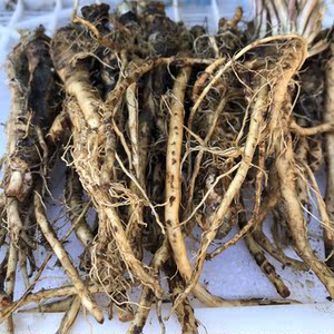 山野菜新鲜蒲公英根现挖现发婆婆丁全草苦菜蘸酱菜黄花地丁根2斤