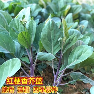 农家紫梗芥兰菜种子四季播种香脆可口红脚芥兰紫根芥蓝菜蔬菜种子
