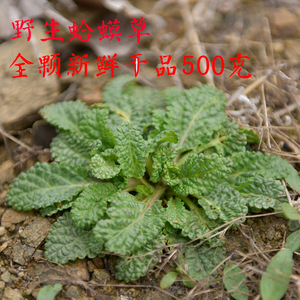 新货荔枝野生草蛤蟆草茶干净新鲜养生茶整颗青蛙草干品散装500克