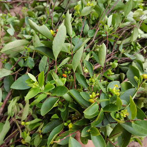 广西新鲜现挖中草药了哥王 铺银草 地棉皮 黄皮子500克包邮