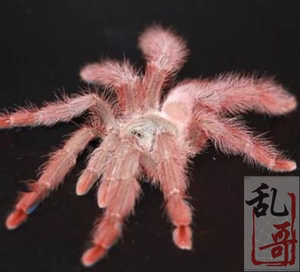 新手圭亚那红树足展2.5-7厘米成长迅速蜘蛛宠物活体毛茸茸亮丽