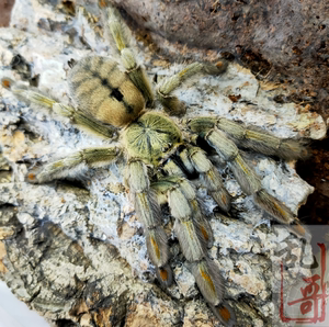 千里达老虎尾足展2-5.5厘米宠物蜘蛛活体与委内瑞拉太阳虎日虎同