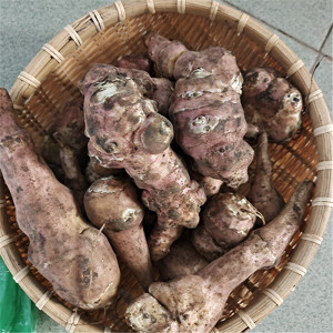 东北野生姜不辣鬼子姜新鲜现挖洋姜菊芋农家山野菜洋姜5斤包邮